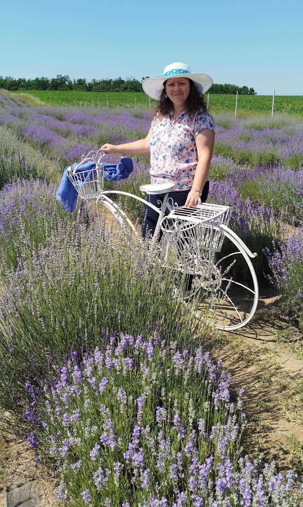 Steliana Voicu-lavender (1)